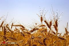 تاخیر در پرداخت مطالبات گندم کاران؛ چالشی که امنیت غذایی کشور را تهدید می کند تاخیر در پرداخت مطالبات گندم کاران؛ چالشی که امنیت غذایی کشور را تهدید می کند